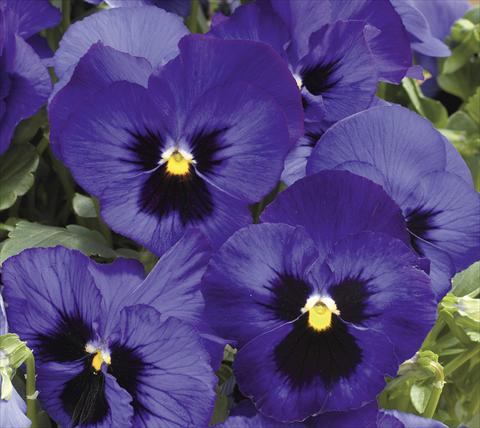 foto van een variëteit aan bloemen, te gebruiken als: Pot - en perkplant Viola wittrockiana Moon Blue Blotch