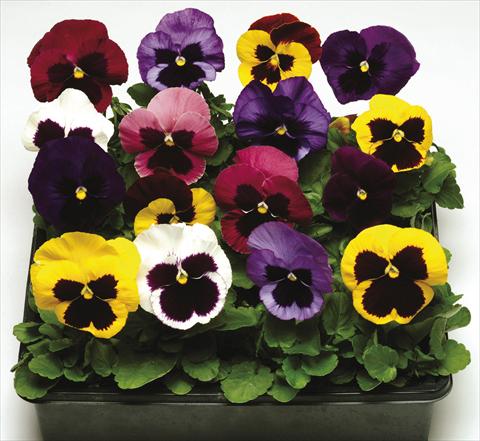 foto van een variëteit aan bloemen, te gebruiken als: Pot - en perkplant Viola wittrockiana Moon Mix Blotch