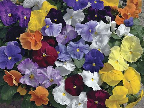 foto van een variëteit aan bloemen, te gebruiken als: Pot - en perkplant Viola wittrockiana Moon Mix Clear Colours