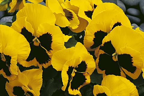 foto van een variëteit aan bloemen, te gebruiken als: Pot - en perkplant Viola wittrockiana Moon Yellow Blotch
