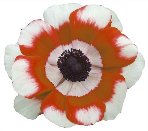 foto van een variëteit aan bloemen, te gebruiken als: Pot - en perkplant Anemone coronaria L. Garden Mistral Plus® Bicolore intense