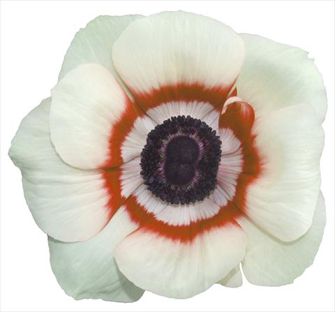 foto van een variëteit aan bloemen, te gebruiken als: Pot - en perkplant Anemone coronaria L. Garden Mistral Plus® Bicolore soft