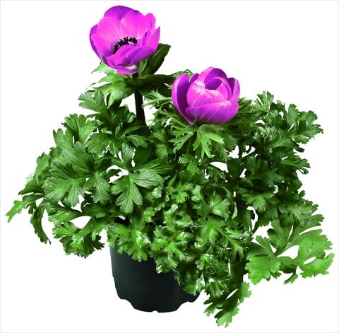 foto van een variëteit aan bloemen, te gebruiken als: Pot - en perkplant Anemone coronaria L. Garden Mistral Plus® Fucsia