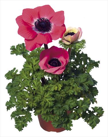 foto van een variëteit aan bloemen, te gebruiken als: Pot - en perkplant Anemone coronaria L. Garden Mistral Plus® Rosa shocking