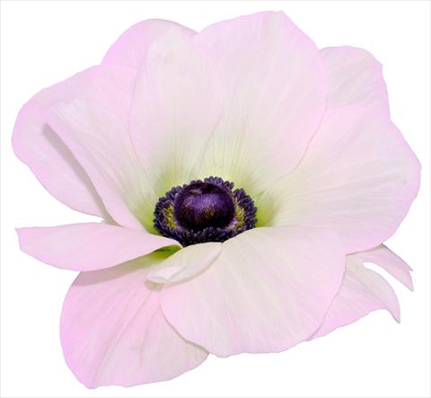 foto van een variëteit aan bloemen, te gebruiken als: Pot - en perkplant Anemone coronaria L. Mistral® Rosa chiaro fioritura invernale