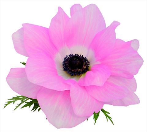 foto van een variëteit aan bloemen, te gebruiken als: Pot - en perkplant Anemone coronaria L. Mistral® Rosa chiaro fioritura primaverile