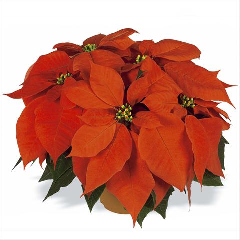 foto van een variëteit aan bloemen, te gebruiken als: Pot Poinsettia - Euphorbia pulcherrima RED FOX Flame