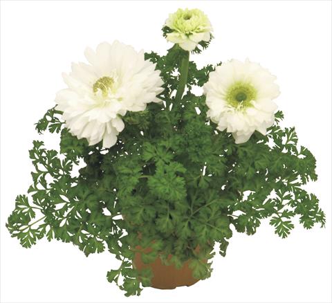 foto van een variëteit aan bloemen, te gebruiken als: Pot - en perkplant Anemone coronaria L. Pandora® Bianco doppio