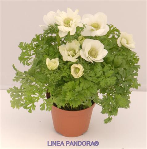 foto van een variëteit aan bloemen, te gebruiken als: Pot - en perkplant Anemone coronaria L. Pandora® Bianco