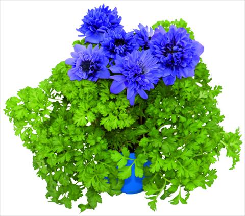foto van een variëteit aan bloemen, te gebruiken als: Pot - en perkplant Anemone coronaria L. Pandora® Blu doppio