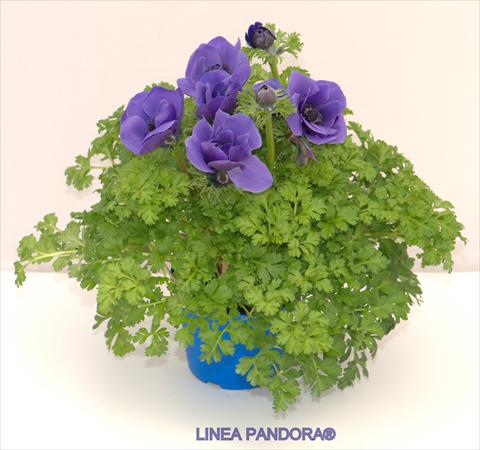 foto van een variëteit aan bloemen, te gebruiken als: Pot - en perkplant Anemone coronaria L. Pandora® Blu