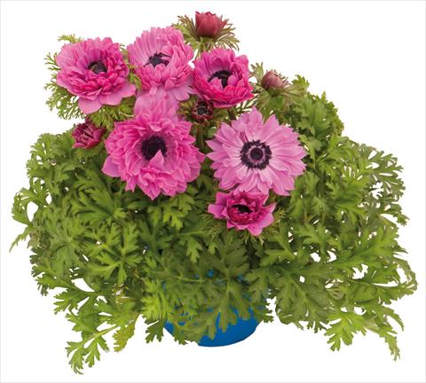 foto van een variëteit aan bloemen, te gebruiken als: Pot - en perkplant Anemone coronaria L. Pandora® Fucsia doppio