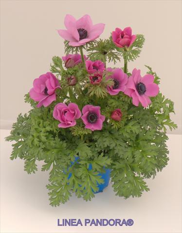 foto van een variëteit aan bloemen, te gebruiken als: Pot - en perkplant Anemone coronaria L. Pandora® Fucsia