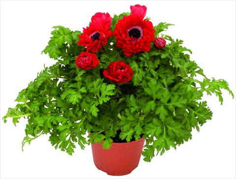 foto van een variëteit aan bloemen, te gebruiken als: Pot - en perkplant Anemone coronaria L. Pandora® Rosso doppio