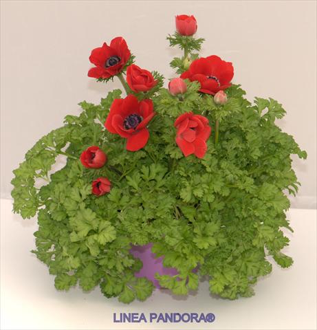 foto van een variëteit aan bloemen, te gebruiken als: Pot - en perkplant Anemone coronaria L. Pandora® Rosso