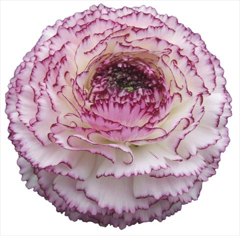 foto van een variëteit aan bloemen, te gebruiken als: Pot - en perkplant Ranunculus asiaticus Elegance® Bianco Striato