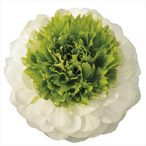 foto van een variëteit aan bloemen, te gebruiken als: Pot - en perkplant Ranunculus asiaticus Elegance® Festival® Bianco centro verde