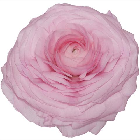 foto van een variëteit aan bloemen, te gebruiken als: Pot - en perkplant Ranunculus asiaticus Elegance® Rosa 02-89