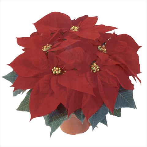 foto van een variëteit aan bloemen, te gebruiken als: Pot Poinsettia - Euphorbia pulcherrima RED FOX Premium Red