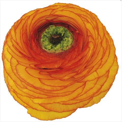 foto van een variëteit aan bloemen, te gebruiken als: Pot - en perkplant Ranunculus asiaticus Success® Swami