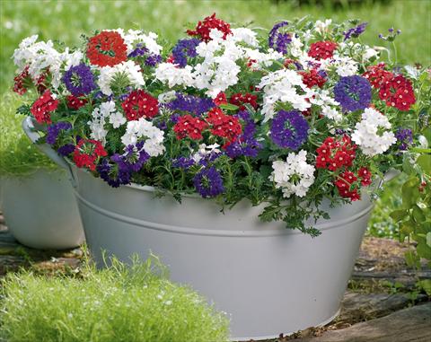 foto van een variëteit aan bloemen, te gebruiken als: Potplant, patioplant, korfplant 3 Combo Trixi® Belle Epoque