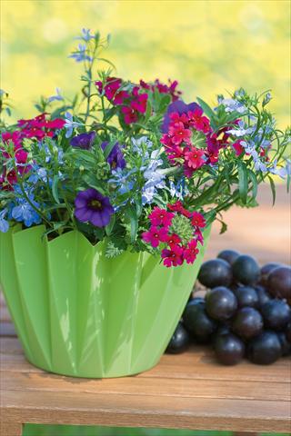 foto van een variëteit aan bloemen, te gebruiken als: Potplant, patioplant, korfplant 3 Combo Trixi® Berry Fields