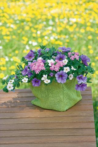 foto van een variëteit aan bloemen, te gebruiken als: Potplant, patioplant, korfplant 3 Combo Trixi® Blueberry Parfait
