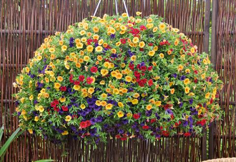 foto van een variëteit aan bloemen, te gebruiken als: Potplant, patioplant, korfplant 3 Combo Trixi® Bubblegum