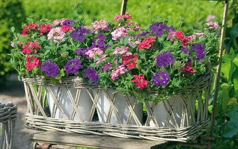foto van een variëteit aan bloemen, te gebruiken als: Potplant, patioplant, korfplant 3 Combo Trixi® Dolce Vita