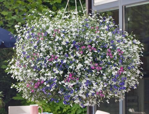 foto van een variëteit aan bloemen, te gebruiken als: Potplant, patioplant, korfplant 3 Combo Trixi® Fashion