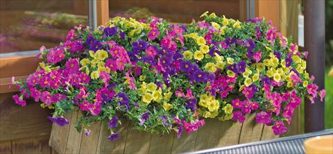 foto van een variëteit aan bloemen, te gebruiken als: Potplant, patioplant, korfplant 3 Combo Trixi® Lollipop