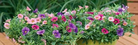 foto van een variëteit aan bloemen, te gebruiken als: Potplant, patioplant, korfplant 3 Combo Trixi® Pastel