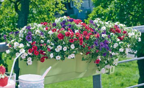 foto van een variëteit aan bloemen, te gebruiken als: Potplant, patioplant, korfplant 3 Combo Trixi® Tricolore