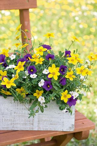 foto van een variëteit aan bloemen, te gebruiken als: Potplant, patioplant, korfplant 3 Combo Trixi® Twinkle Star