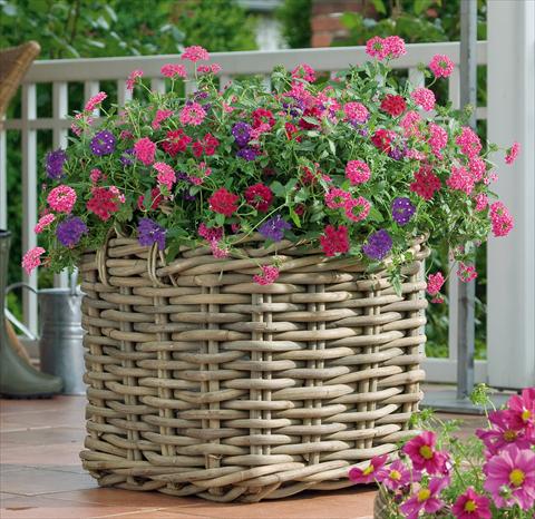 foto van een variëteit aan bloemen, te gebruiken als: Potplant, patioplant, korfplant 3 Combo Trixi® Wild Berries