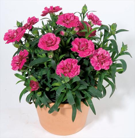 foto van een variëteit aan bloemen, te gebruiken als: Pot - en perkplant Dianthus caryophyllus Oscar™