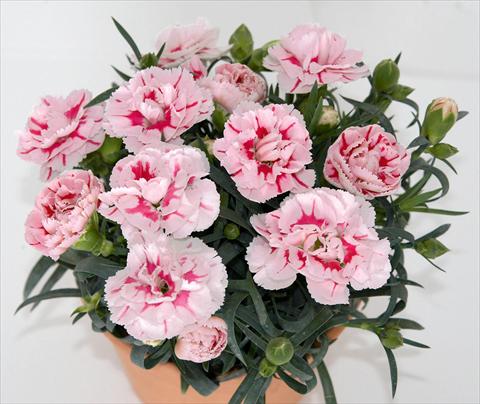 foto van een variëteit aan bloemen, te gebruiken als: Pot - en perkplant Dianthus caryophyllus SuperTrouper® Romy