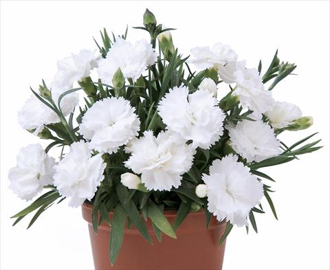 foto van een variëteit aan bloemen, te gebruiken als: Pot - en perkplant Dianthus caryophyllus SuperTrouper® Witta