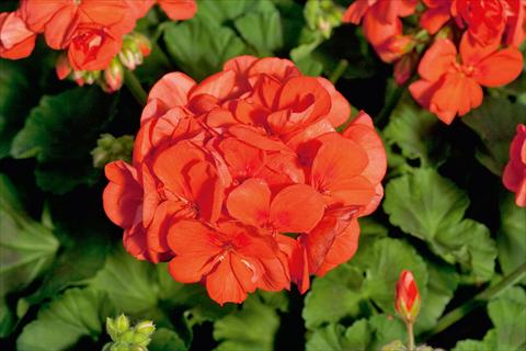 foto van een variëteit aan bloemen, te gebruiken als: Pot Pelargonium zonale Sunrise® XL Mandarin