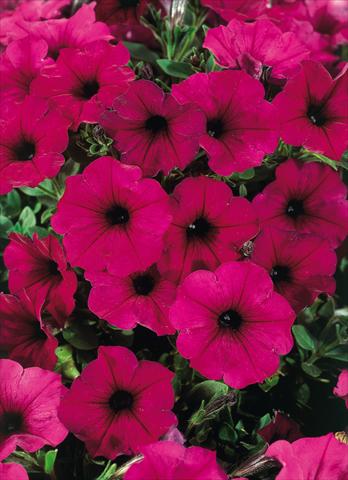 foto van een variëteit aan bloemen, te gebruiken als: Potplant, patioplant, korfplant Petunia CompactFamous™ Electric Purple