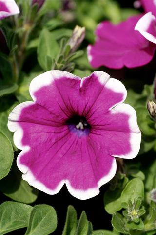 foto van een variëteit aan bloemen, te gebruiken als: Potplant, patioplant, korfplant Petunia Famous™ Lilac Picotee