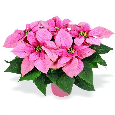 foto van een variëteit aan bloemen, te gebruiken als: Pot Poinsettia - Euphorbia pulcherrima RED FOX Premium Lipstick Pink