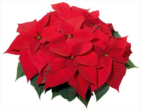 foto van een variëteit aan bloemen, te gebruiken als: Pot Poinsettia - Euphorbia pulcherrima Christmas Feelings®