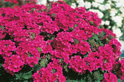 foto van een variëteit aan bloemen, te gebruiken als: Potplant, patioplant, korfplant Verbena Compact Lascar® Hot Rose