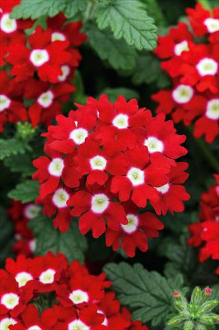 foto van een variëteit aan bloemen, te gebruiken als: Potplant, patioplant, korfplant Verbena Fuego® Red with Eye