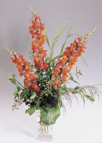 foto van een variëteit aan bloemen, te gebruiken als: Pot - en perkplant Antirrhinum majus Animation Deep Orange