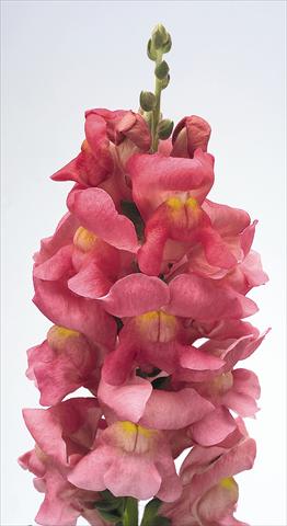foto van een variëteit aan bloemen, te gebruiken als: Pot - en perkplant Antirrhinum majus Animation Rose