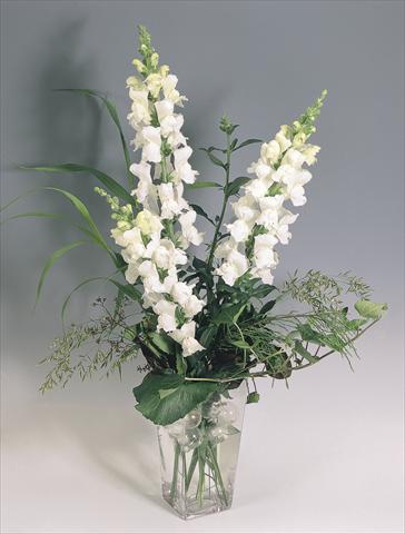 foto van een variëteit aan bloemen, te gebruiken als: Pot - en perkplant Antirrhinum majus Animation White