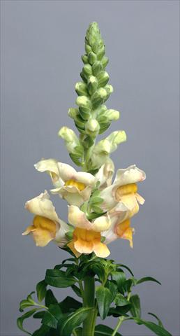 foto van een variëteit aan bloemen, te gebruiken als: Pot - en perkplant Antirrhinum majus Costa Apricot