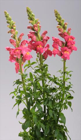 photo of flower to be used as: Pot and bedding Antirrhinum majus Costa Deep Rose